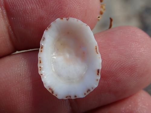 Spotted Limpet