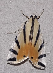 Dichogama prognealis