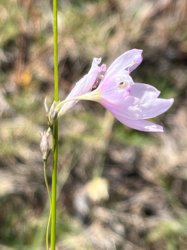 Eastern Kalossie (Ixia orientalis)