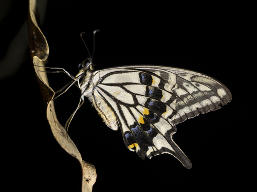 Chinese Yellow Swallowtail
