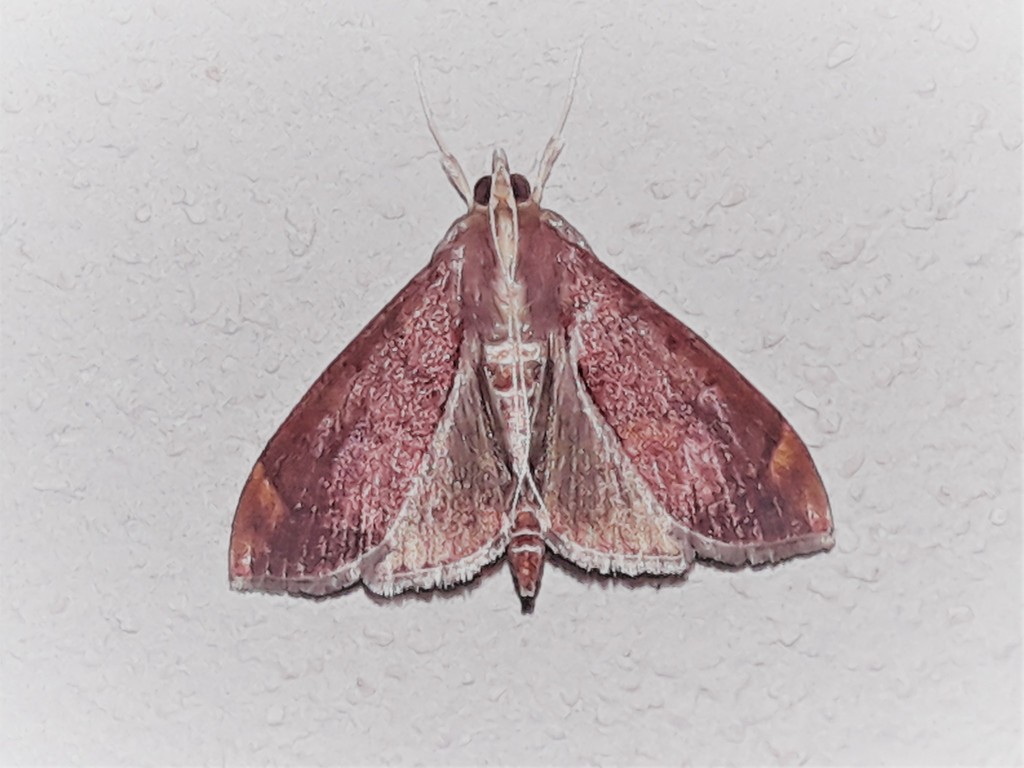Aponia minnithalis