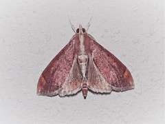 Aponia minnithalis
