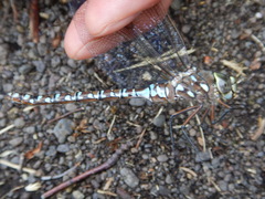 Aeshna interrupta interrupta