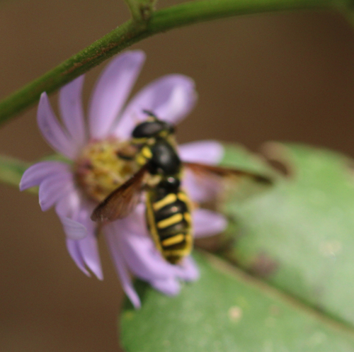Unknown species found near Weverton Rd, Knoxville, MD, US