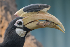 Malabar Pied-Hornbill photo 2