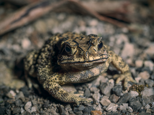 Asian Common Toad