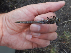 Aeshna interrupta interrupta