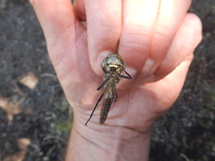 Aeshna interrupta interrupta