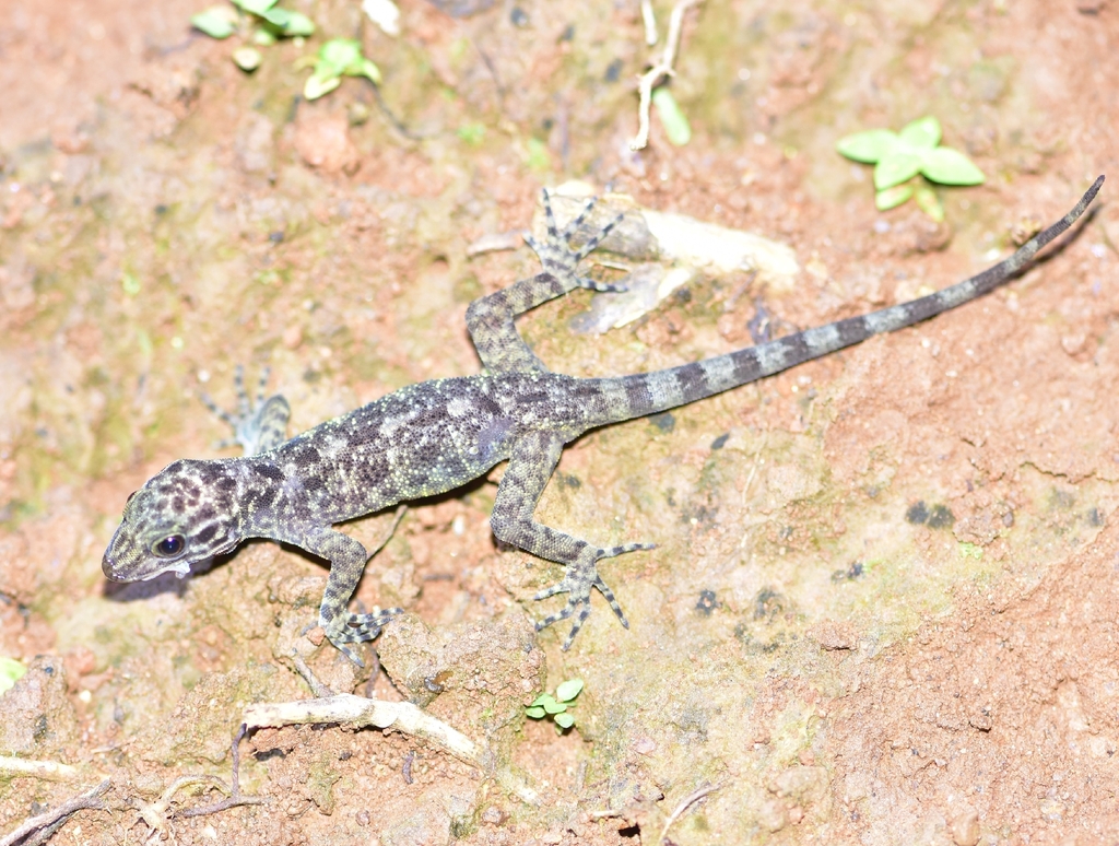Sispara Day Gecko
