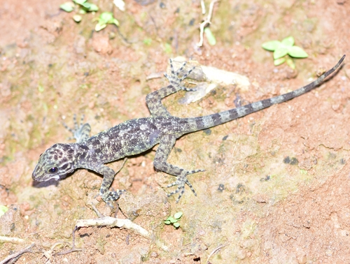 Sispara Day Gecko, Cnemaspis sisparensis