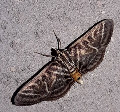 Spilomela pantheralis