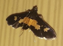 Salbia zena