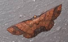 Melinodes detersaria