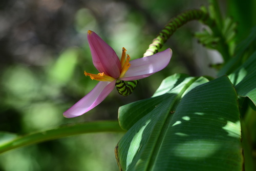 Musa ornata