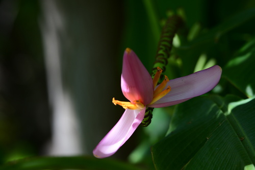 Musa ornata