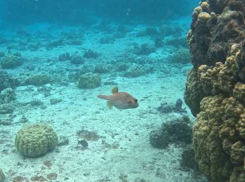 Arothron meleagris