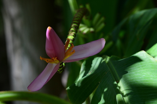 Musa ornata