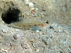 Mertens' Prawn-Goby photo 5