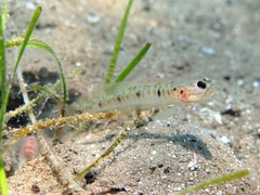 Mertens' Prawn-Goby photo 4