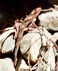 Woodworthia southern alps