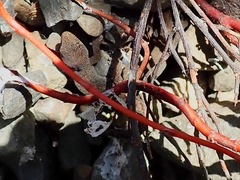 Woodworthia southern alps