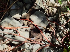 Woodworthia southern alps