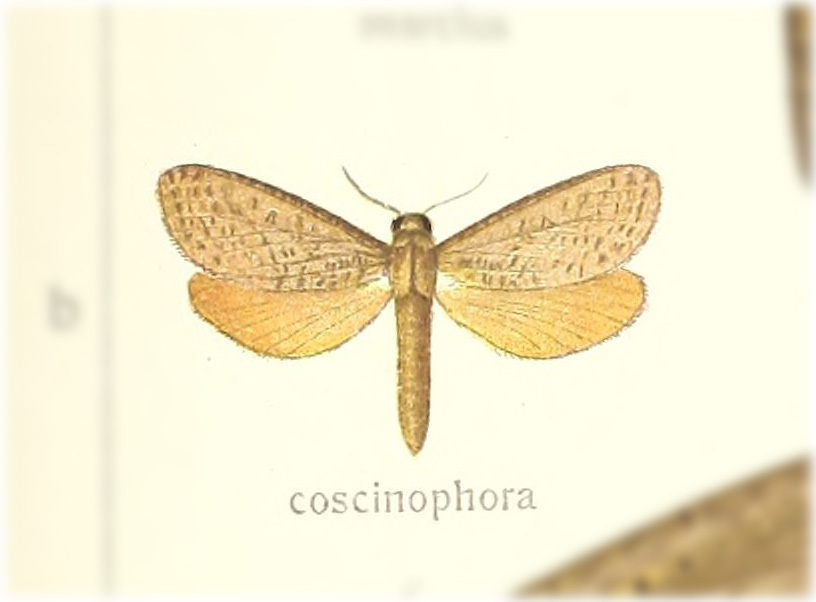 Alloaepytus tesselloides