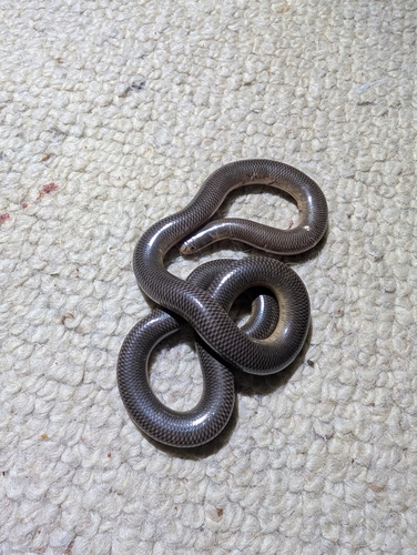 Blackish Blind Snake sighting