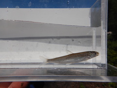 Coregonus clupeaformis
