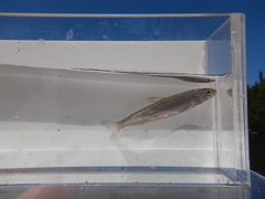 Coregonus clupeaformis