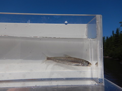 Coregonus clupeaformis