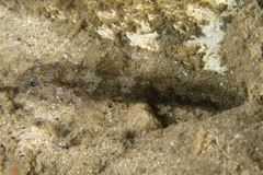 Bathygobius krefftii