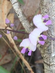 Glycine microphylla