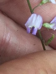 Glycine microphylla