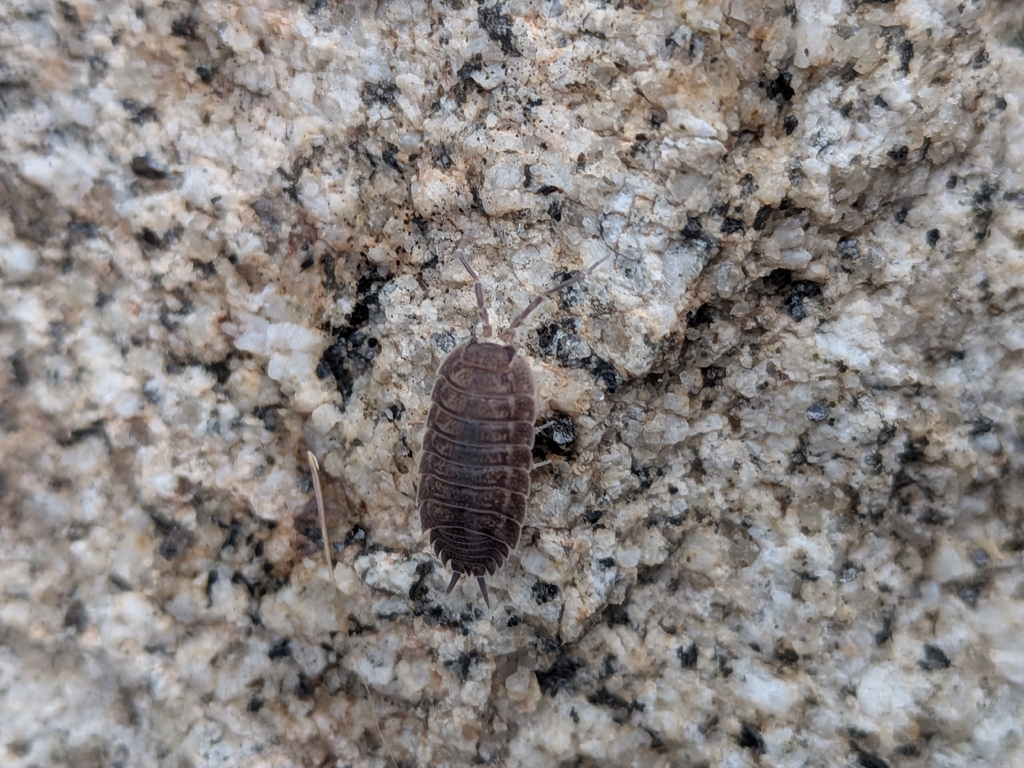 Porcellio veraensis