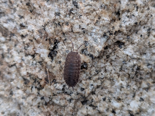 Porcellio veraensis