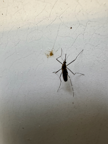 Unknown species found near Warwick Neck Ave, Warwick, RI, US