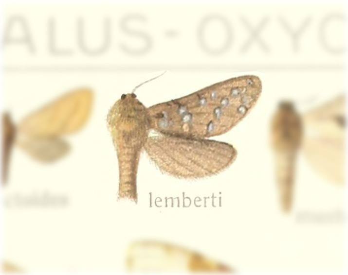 Gazoryctra lembertii