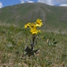 Ligularia narynensis - Photo (c) Aleksandr Naumenko, some rights reserved (CC BY-NC), uploaded by Aleksandr Naumenko