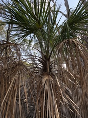 Livistona decora