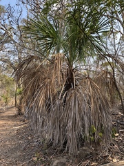 Livistona decora