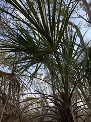 Livistona decora