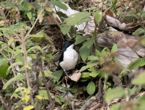 East Coast Boubou (Laniarius sublacteus), photo 3