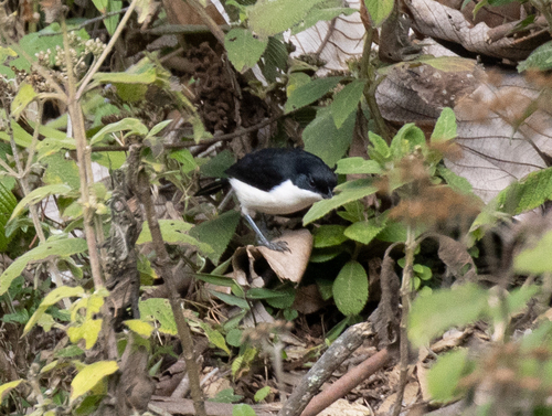 East Coast Boubou (Laniarius sublacteus), photo 5