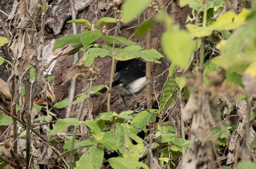 East Coast Boubou (Laniarius sublacteus), photo 5