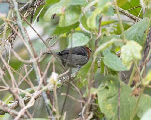 Winifred's Warbler (Scepomycter winifredae), photo 2