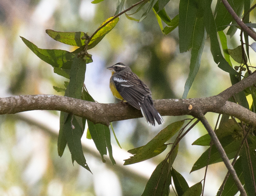 Cabanis's Bunting (Emberiza cabanisi), photo 3