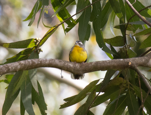 Cabanis's Bunting (Emberiza cabanisi), photo 8