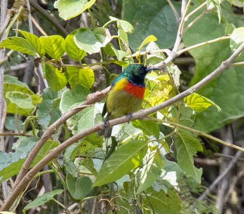 Moreau's Sunbird (Cinnyris moreaui), photo 2
