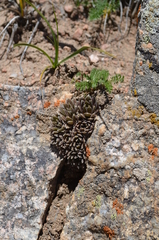 Rosularia alpestris